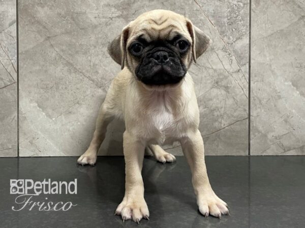 Pug-DOG-Male-Fawn-28207-Petland Frisco & Mckinney, Texas