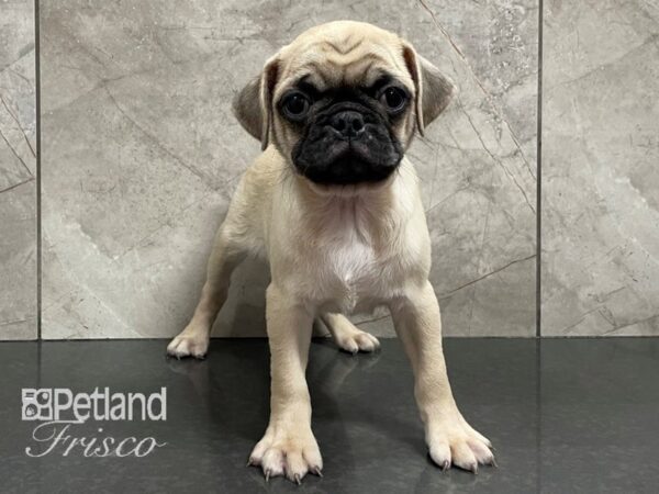 Pug DOG Male Fawn 28207 Petland Frisco, Texas