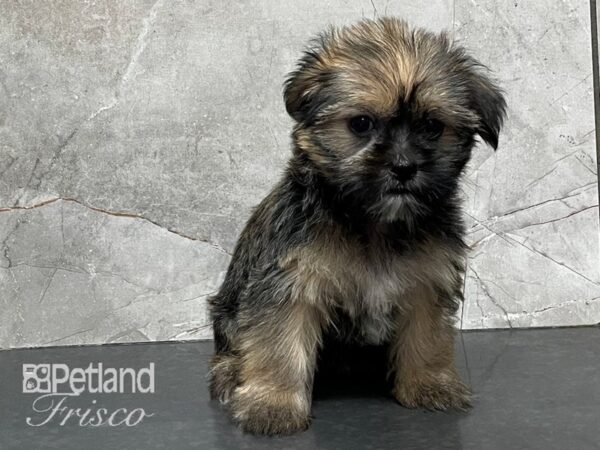 Shorkie DOG Female Golden 28198 Petland Frisco, Texas