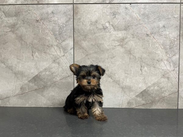 Yorkshire Terrier DOG Female Black and Tan 28195 Petland Frisco, Texas