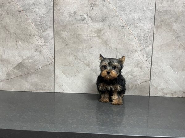 Yorkshire Terrier-DOG-Female-Black and Tan-28194-Petland Frisco & Mckinney, Texas
