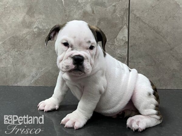 English Bulldog-DOG-Female-White and Black-28290-Petland Frisco, Texas