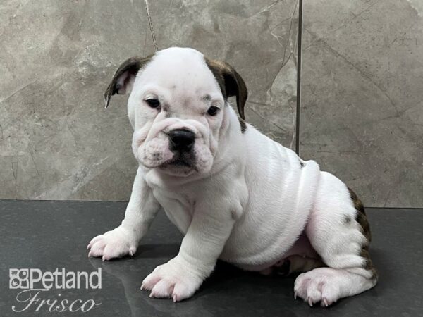 English Bulldog-DOG-Female-White and Black-28290-Petland Frisco & Mckinney, Texas