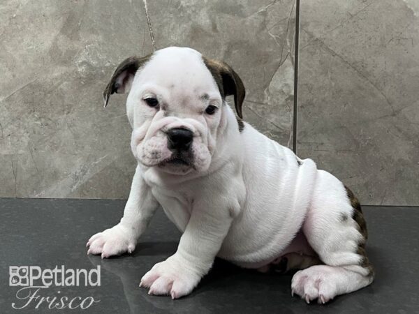 English Bulldog DOG Female White and Black 28290 Petland Frisco, Texas