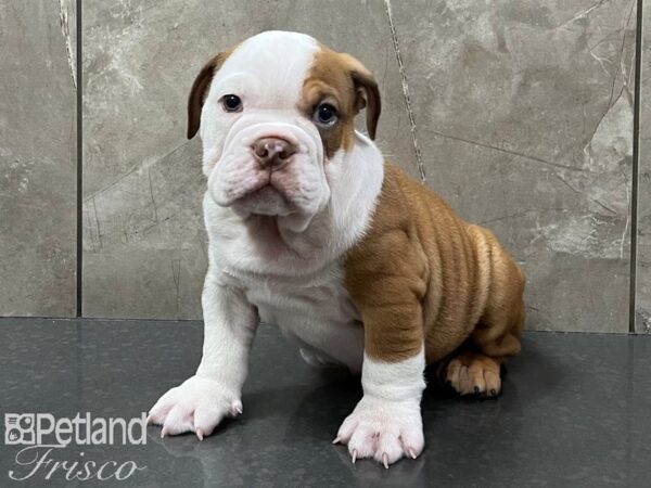 English Bulldog DOG Male Red and White 28289 Petland Frisco, Texas