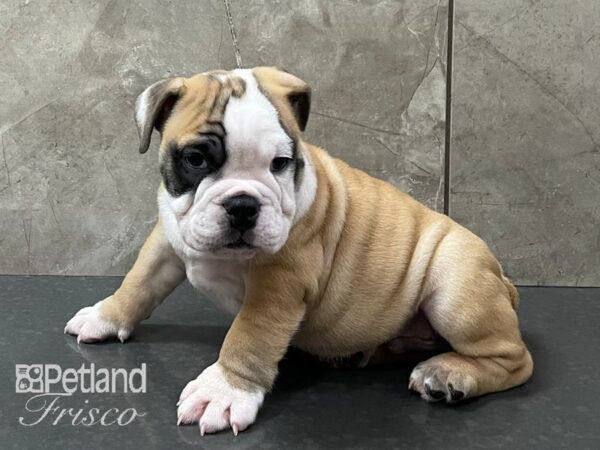 English Bulldog DOG Male Red and White 28288 Petland Frisco, Texas