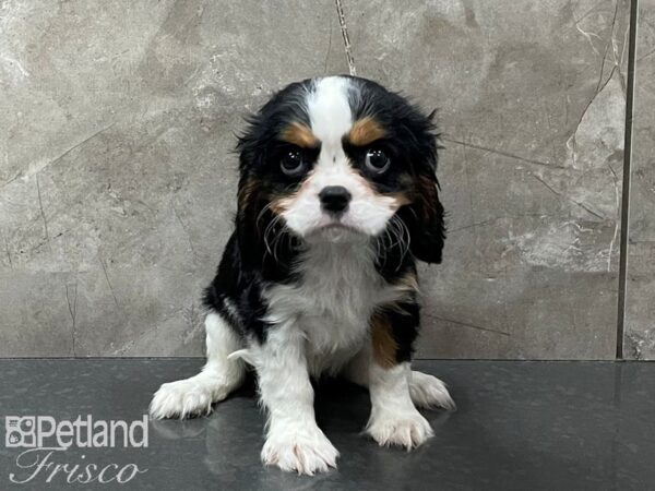Cavalier King Charles Spaniel-DOG-Female-Tri-28287-Petland Frisco & Mckinney, Texas