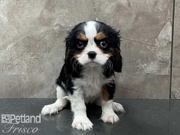 Cavalier King Charles Spaniel-DOG-Female-Tri-28287-Petland Frisco, Texas