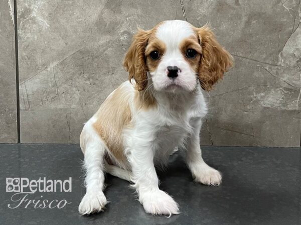 Cavalier King Charles Spaniel-DOG-Female-Blenheim-28285-Petland Frisco & Mckinney, Texas