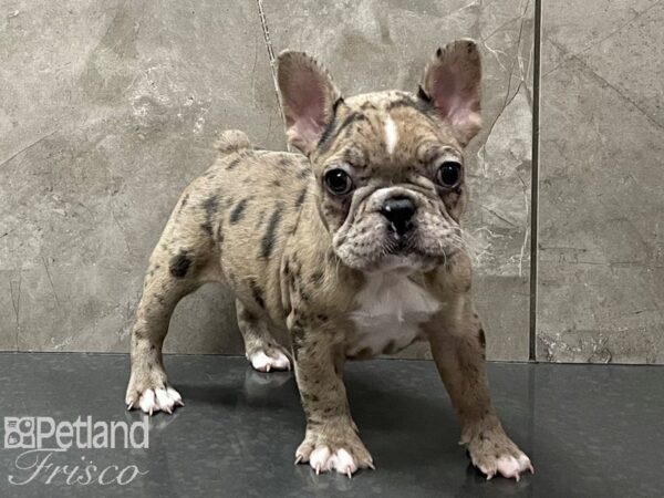 French Bulldog DOG Female Red White Merle 28284 Petland Frisco, Texas