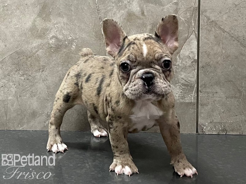 Red merle sales bulldog