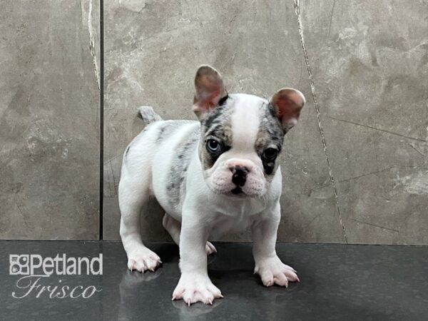 French Bulldog DOG Male Blue White Merle 28283 Petland Frisco, Texas