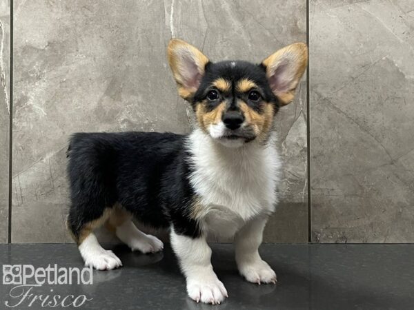 Pembroke Welsh Corgi-DOG-Female-Tri-28282-Petland Frisco, Texas