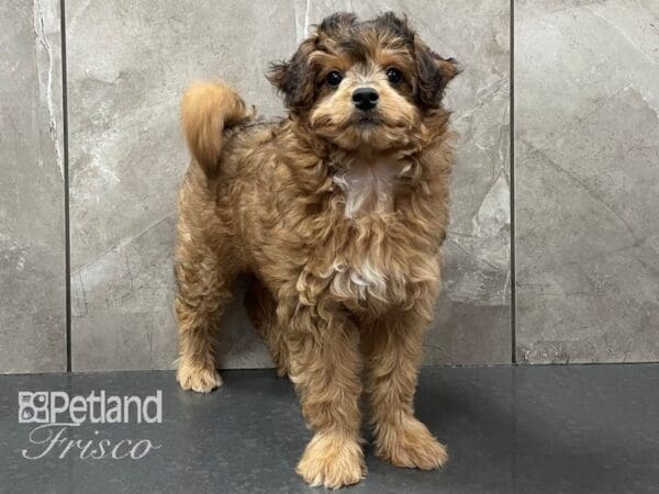Miniature Aussiedoodle-DOG-Female-Sable-28280-Petland Frisco, Texas