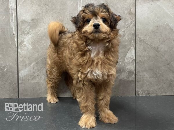 Miniature Aussiedoodle DOG Female Sable 28280 Petland Frisco, Texas