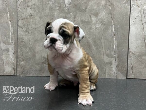 English Bulldog-DOG-Male-White and Fawn-28223-Petland Frisco, Texas