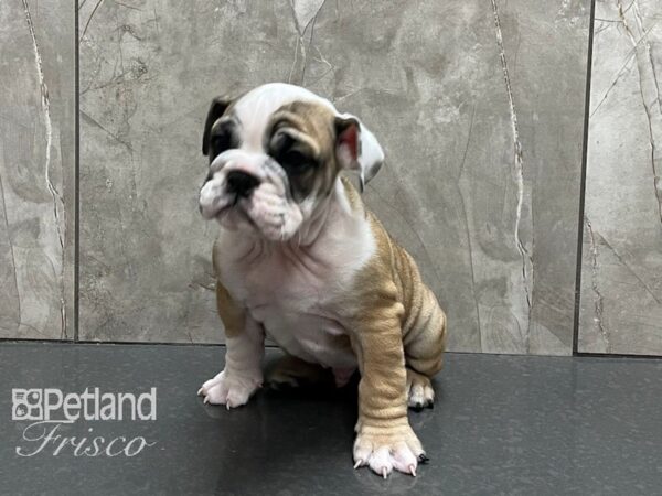 English Bulldog DOG Male White and Fawn 28223 Petland Frisco, Texas