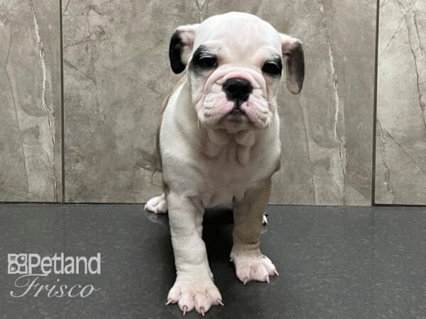 English Bulldog-DOG-Female-White and Fawn-28224-Petland Frisco, Texas
