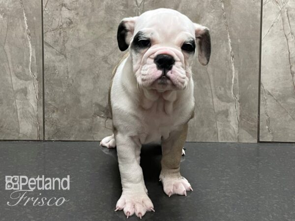 English Bulldog-DOG-Female-White and Fawn-28224-Petland Frisco & Mckinney, Texas