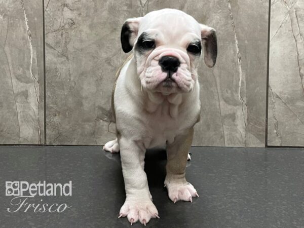 English Bulldog DOG Female White and Fawn 28224 Petland Frisco, Texas