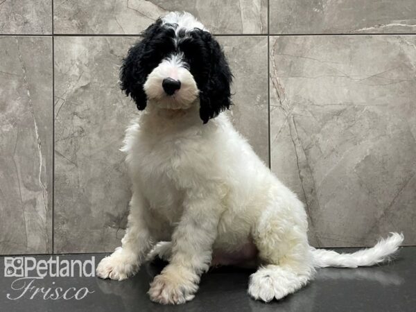 Sheepadoodle DOG Male Black and White 28279 Petland Frisco, Texas