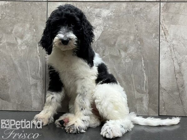 Sheepadoodle DOG Female Black and White 28278 Petland Frisco, Texas