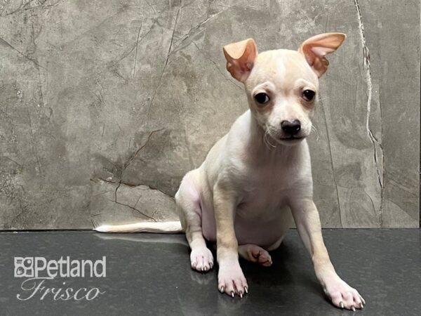 Chihuahua-DOG-Female-Chocolate Fawn-28277-Petland Frisco & Mckinney, Texas