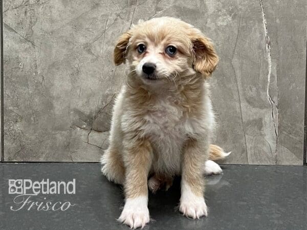 Pomapoo-DOG-Female-Cream-28276-Petland Frisco, Texas