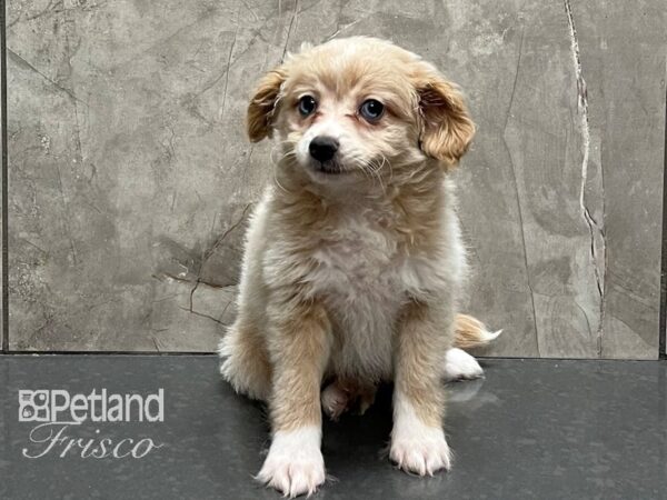 Pomapoo DOG Female Cream 28276 Petland Frisco, Texas