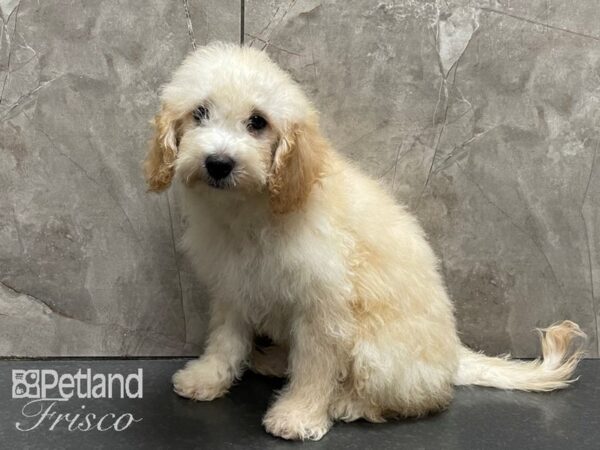 F1B Mini Goldendoodle DOG Female Golden 28275 Petland Frisco, Texas