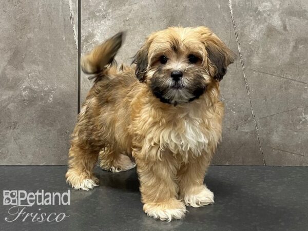 ShizaPoo DOG Female Wheaten and Sable 28271 Petland Frisco, Texas