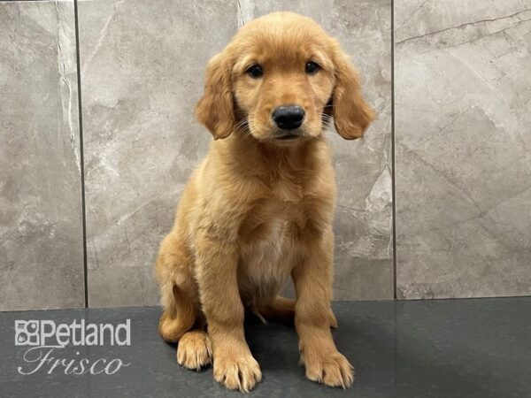 Golden Retriever DOG Male GOLDEN 28270 Petland Frisco, Texas