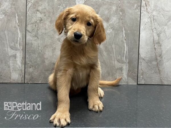 Golden Retriever DOG Female GOLDEN 28269 Petland Frisco, Texas