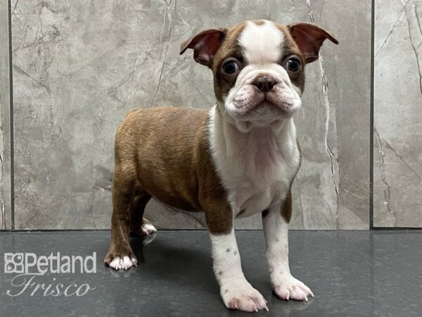 Boston Terrier DOG Male SL & WHT 28268 Petland Frisco, Texas