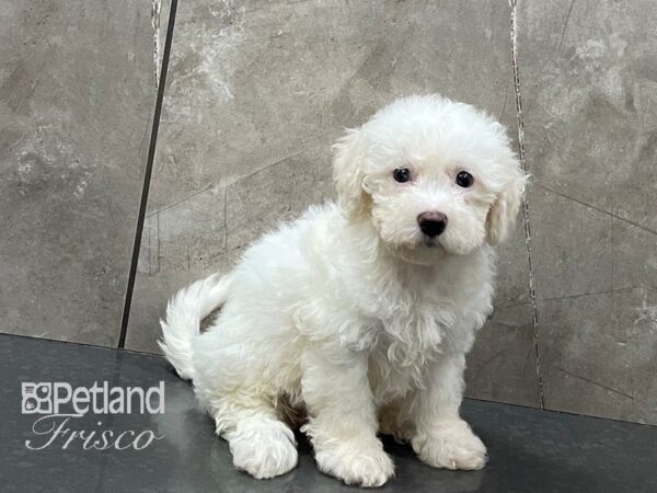 Bichon Frise DOG Female WHT 28267 Petland Frisco, Texas