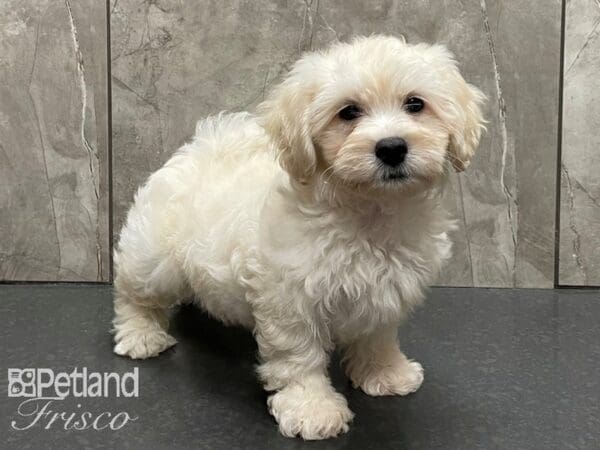 Lhasa Poo DOG Male White and Cream 28266 Petland Frisco, Texas