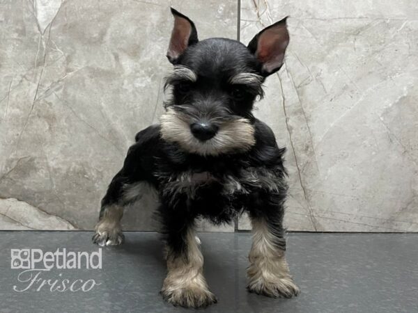 Miniature Schnauzer DOG Female BLK & TAN 28265 Petland Frisco, Texas