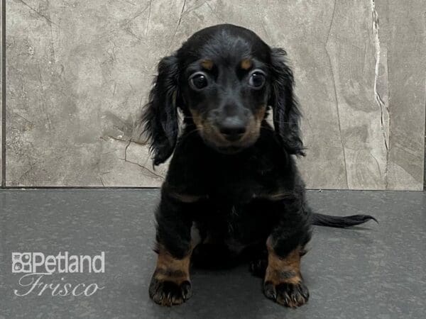 Miniature Dachshund DOG Male BLK & TAN 28264 Petland Frisco, Texas