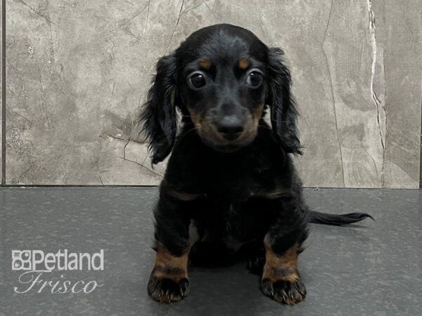Miniature Dachshund-DOG-Male-BLK & TAN-28264-Petland Frisco & Mckinney, Texas