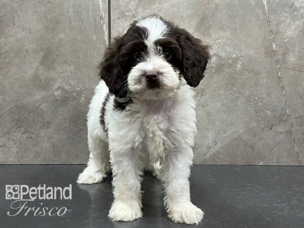 Cockapoo DOG Female Chocolate and White Parti 28263 Petland Frisco, Texas