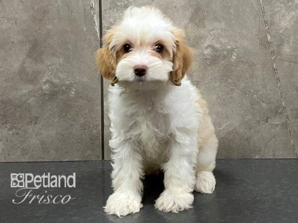 Cockapoo-DOG-Female-Buff and White Parti-28262-Petland Frisco, Texas