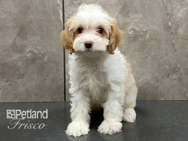 Cockapoo DOG Female Buff and White Parti 28262 Petland Frisco, Texas