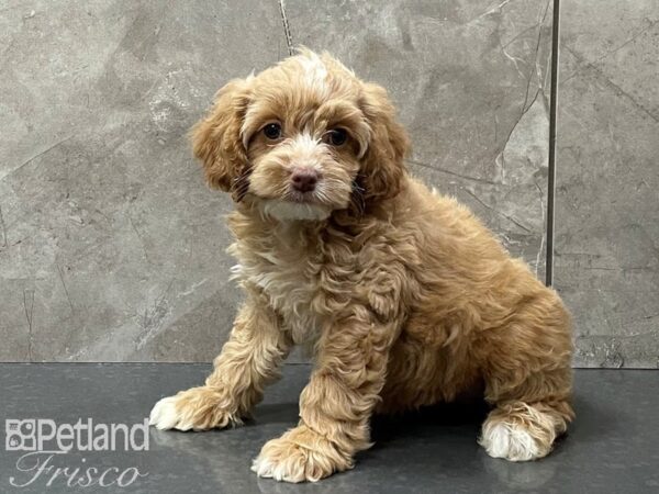 Cockapoo-DOG-Female-Apricot-28261-Petland Frisco & Mckinney, Texas