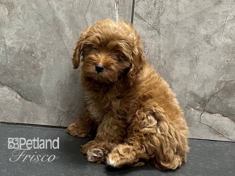 Cockapoo Exeter Cockapoo Puppy Apricot ID:28260 Located at Petland Frisco & Mckinney, Texas