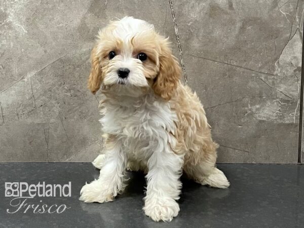 Cavapoo DOG Female Blenheim 28258 Petland Frisco, Texas