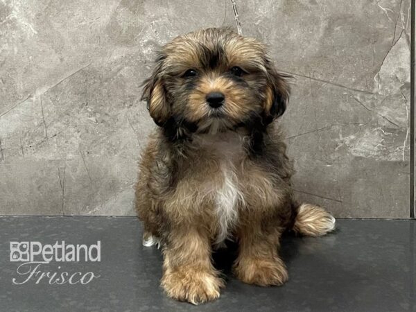 Shorkie-DOG-Female-Brindle-28257-Petland Frisco & Mckinney, Texas