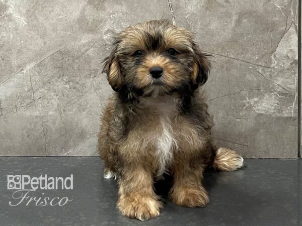 Shorkie-DOG-Female-Brindle-28257-Petland Frisco, Texas