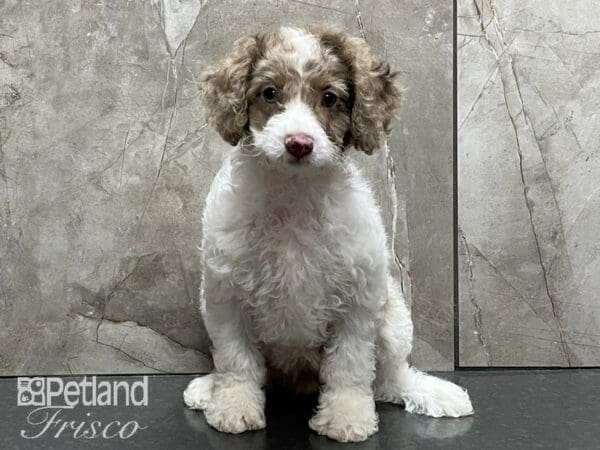 F1B Mini Cockapoo-DOG-Female-Chocolate and White-28252-Petland Frisco, Texas