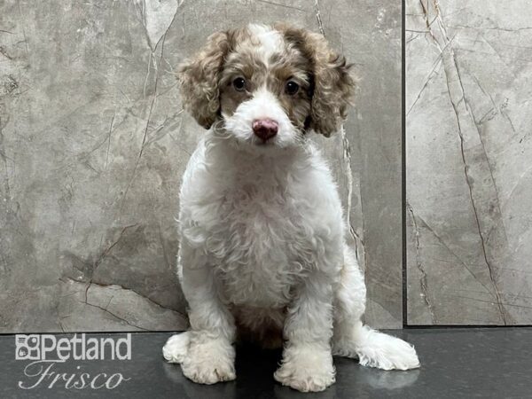 F1B Mini Cockapoo-DOG-Female-Chocolate and White-28252-Petland Frisco & Mckinney, Texas