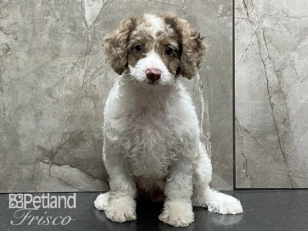 F1B Mini Cockapoo DOG Female Chocolate and White 28252 Petland Frisco, Texas